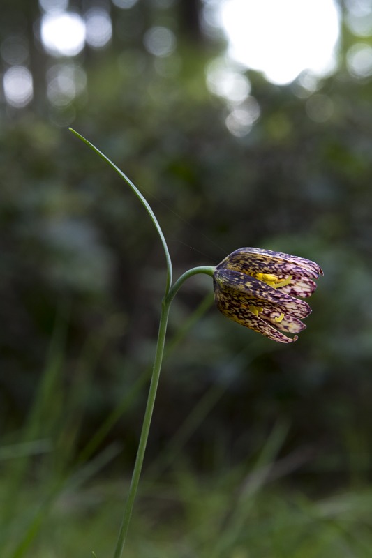 Chocolate Lily