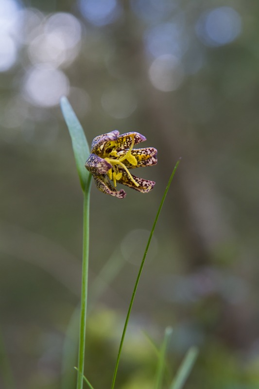 Chocolate Lily