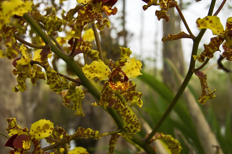 Cymbidieae - Click to Enlarge Cigar Orchid (Cyrtopodium punctatum)