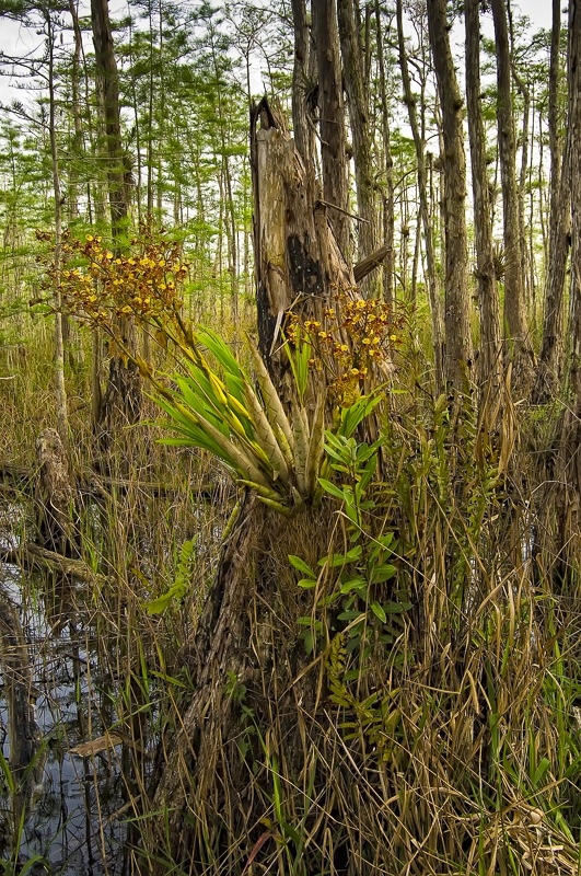 Cymbidieae - Click to Enlarge Cigar Orchid (Cyrtopodium punctatum)