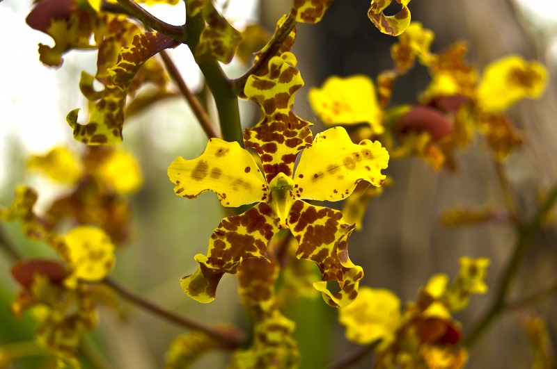 Cymbidieae - Click to Enlarge Cigar Orchid (Cyrtopodium punctatum)