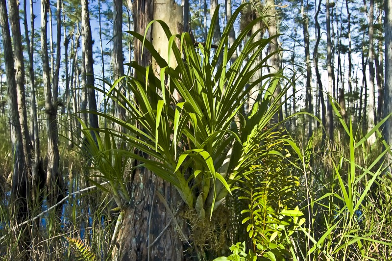 Cymbidieae - Click to Enlarge Cigar Orchid (Cyrtopodium punctatum)