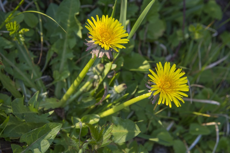 Common Dandelion