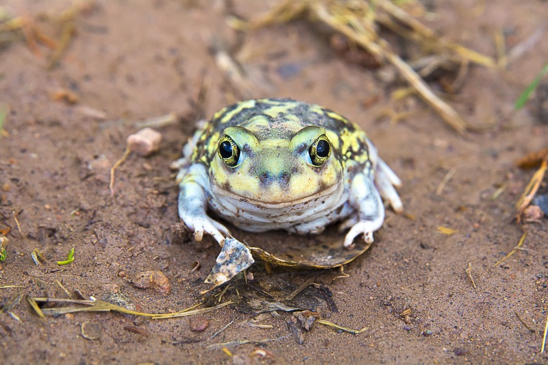 Couch's Spadefoot
