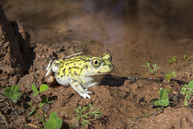 Couch's Spadefoot