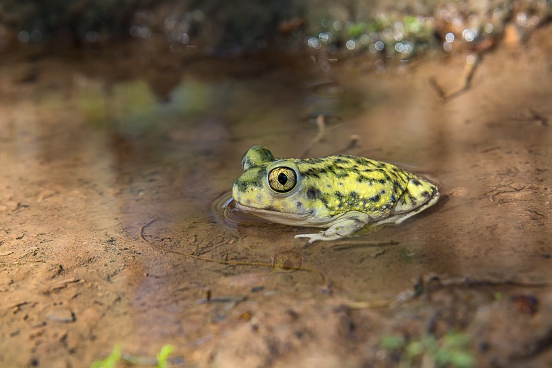 Couch's Spadefoot