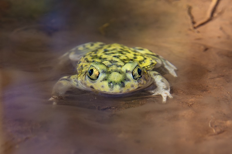 Couch's Spadefoot