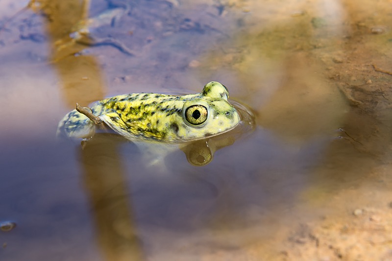 Couch's Spadefoot