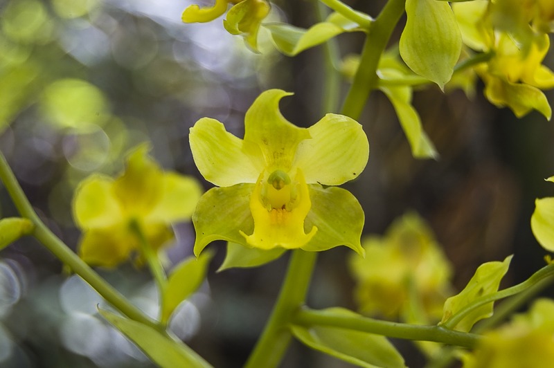 Cymbidieae - Click to Enlarge Yellow Cowhorn Orchid (Cyrtopodium polyphyllum)