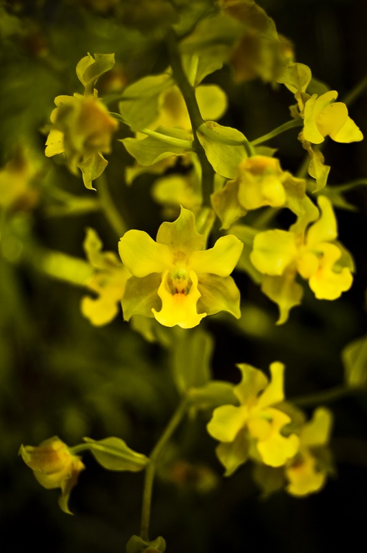 Cymbidieae - Click to Enlarge Yellow Cowhorn Orchid (Cyrtopodium polyphyllum)
