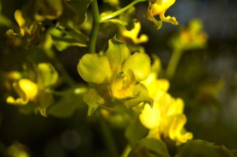 Cymbidieae - Click to Enlarge Yellow Cowhorn Orchid (Cyrtopodium polyphyllum)