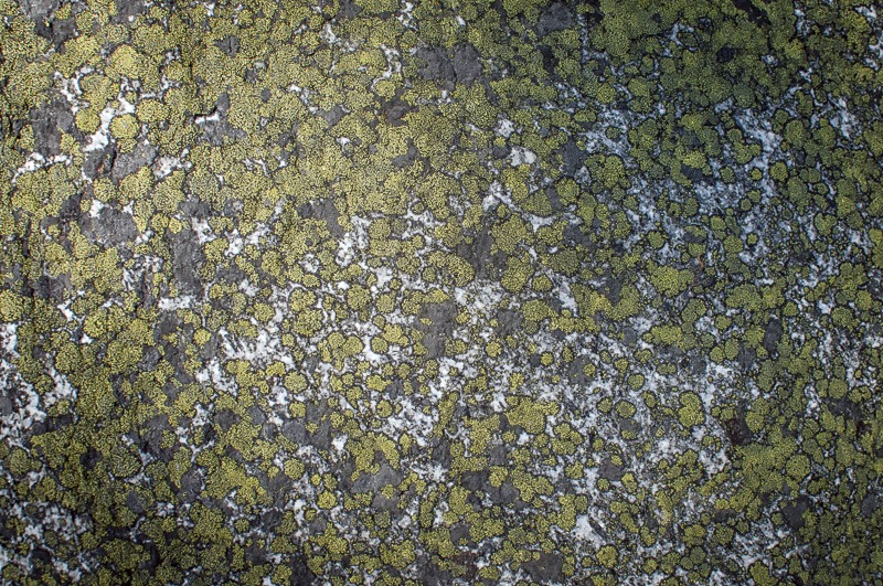 Crustose Lichens