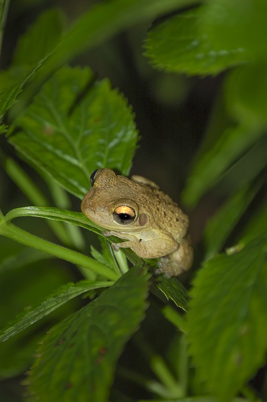 Cuban Treefrog