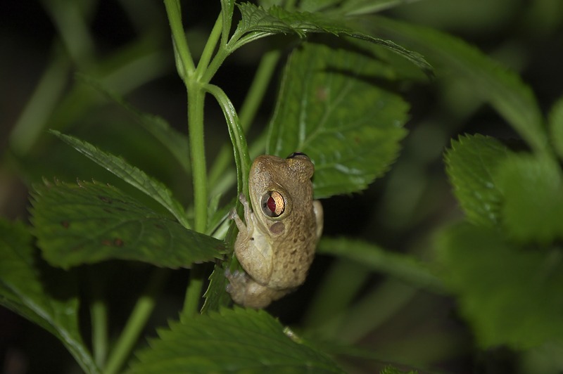 Cuban Treefrog