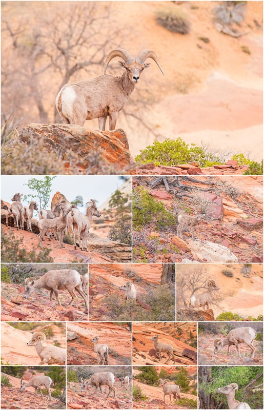 Desert Bighorn Sheep Galore!!!! Desert Bighorn Sheep