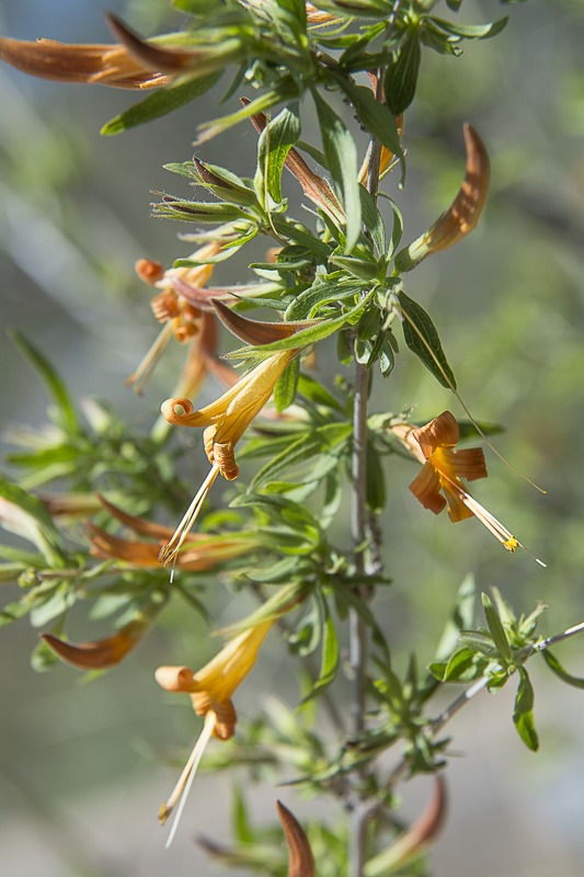 Desert Honeysuckle