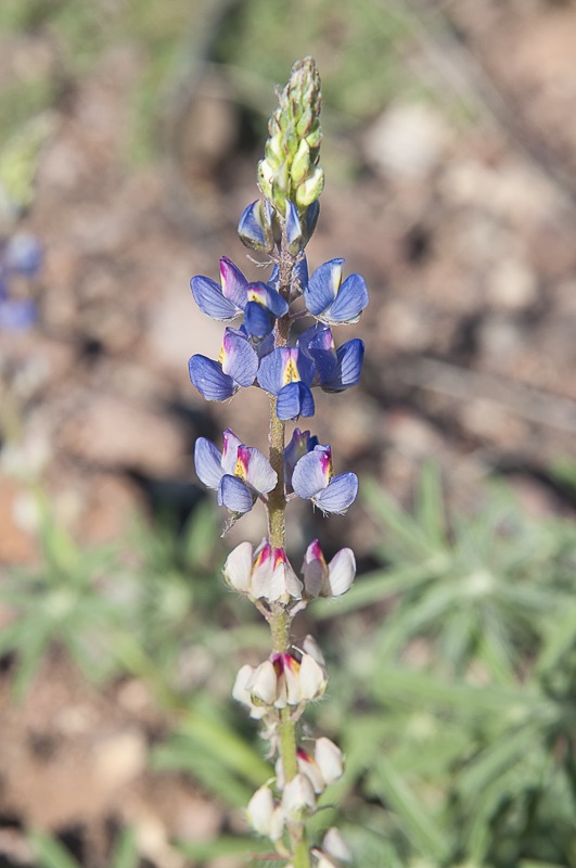 Desert Lupine