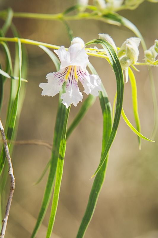 Desert Willow