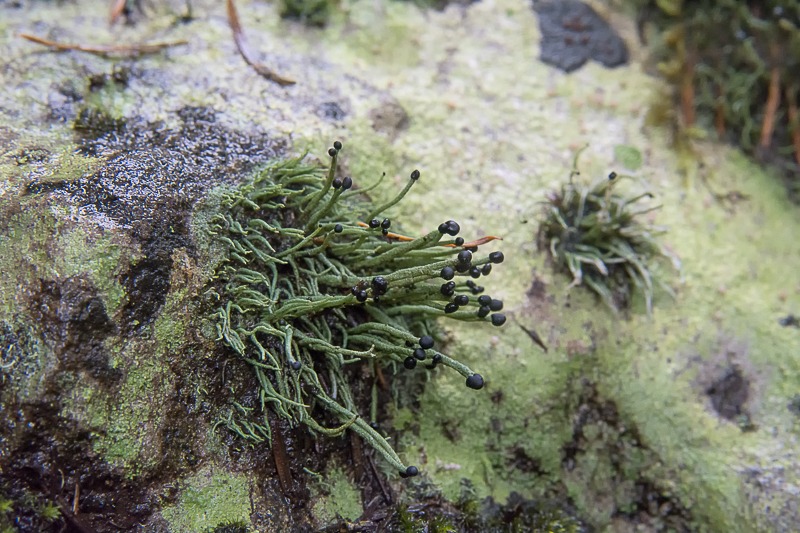 Devil's Matchstick