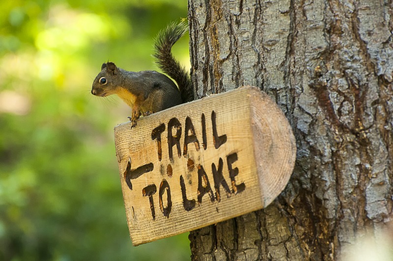 Douglas' Squirrel Pointing the Way!