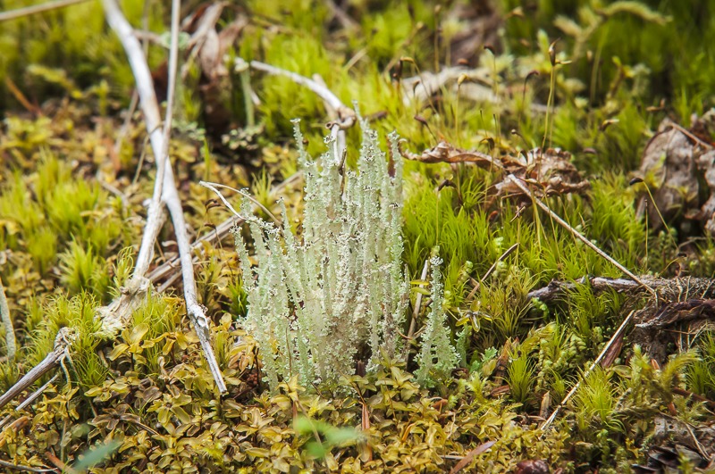 Dragon Cladonia