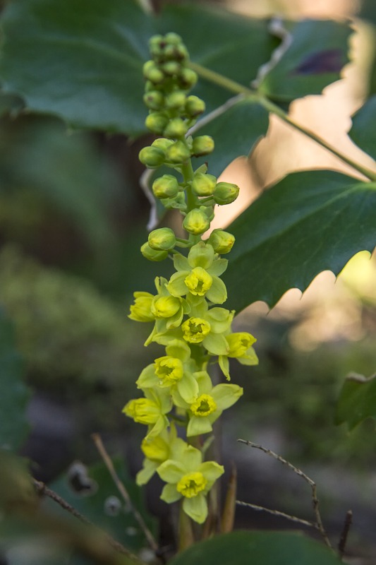 Dwarf Oregon-Grape