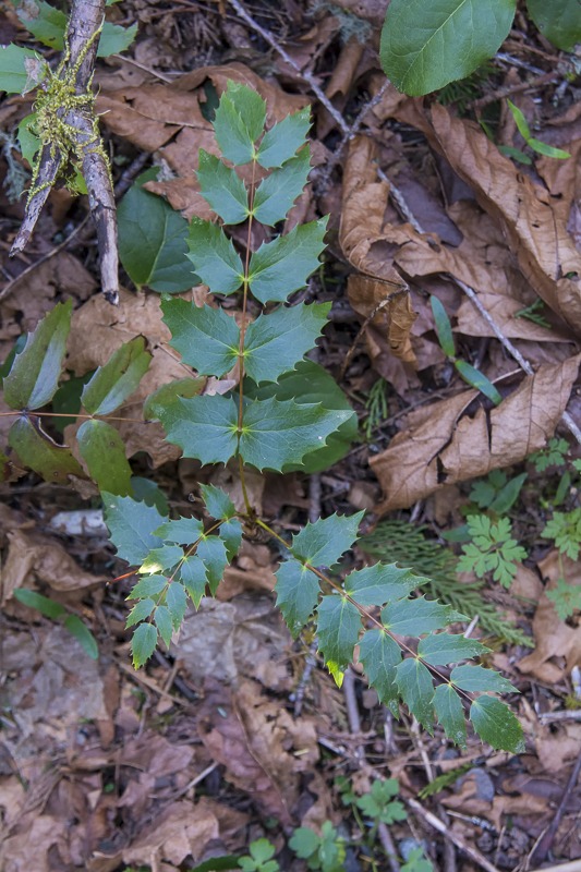Dwarf Oregon-Grape