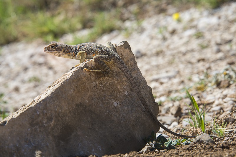 Eastern Collared Lizard