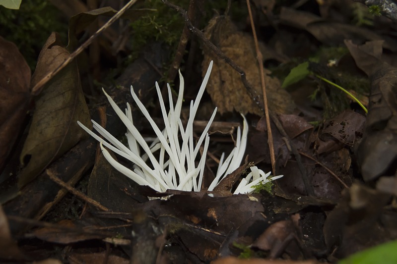 Fairy Fingers