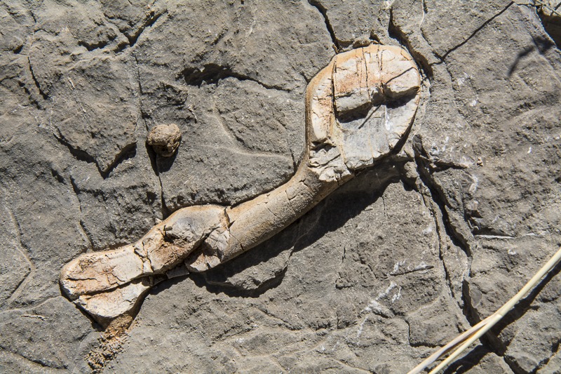 Unidentified Fossil