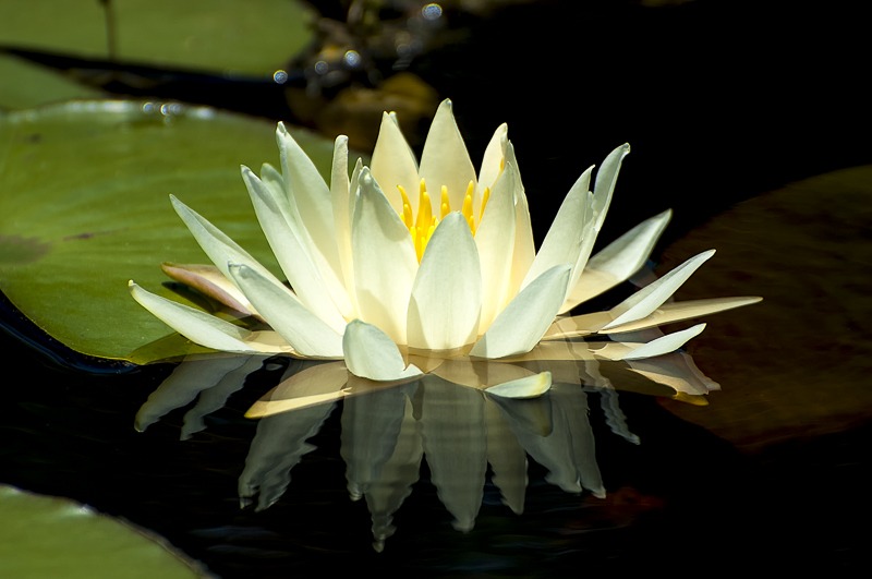 Fragrant Waterlily