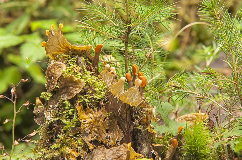 Frog Pelt Lichen