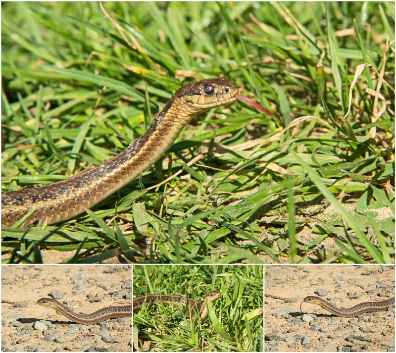 Northwestern Garter Snake (Thamnphis ordinoides)