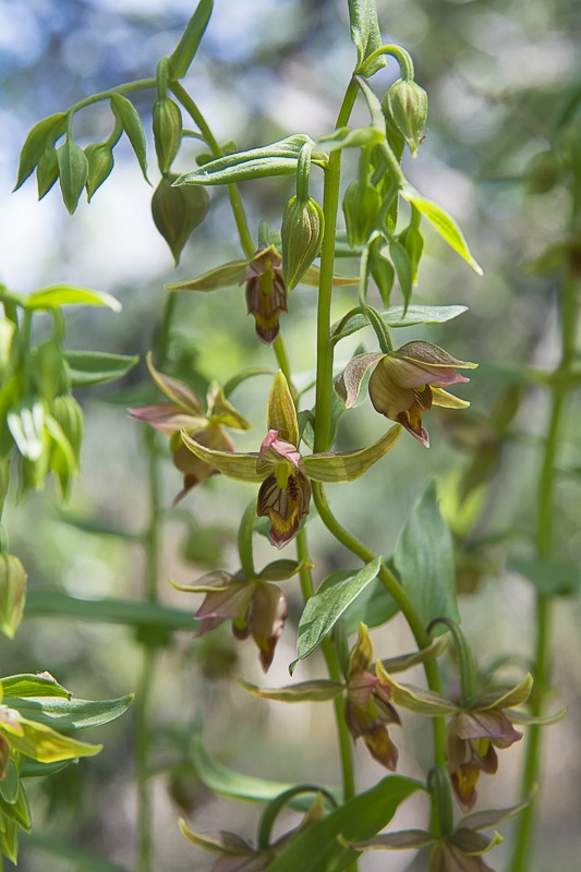 Giant Helleborine Orchid