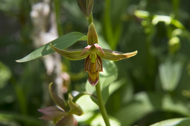 Giant Helleborine Orchid