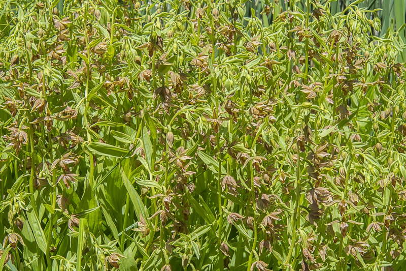 Giant Helleborine Orchid