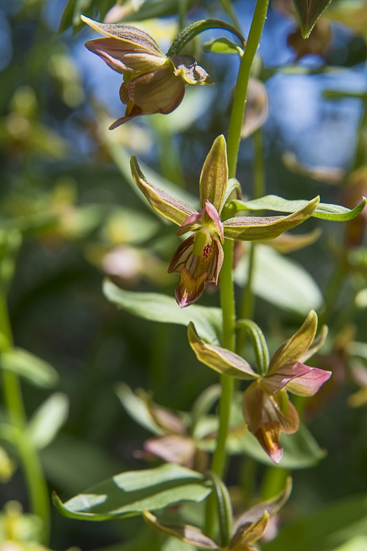 Giant Helleborine Orchid