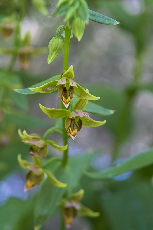 Giant Helleborine Orchid