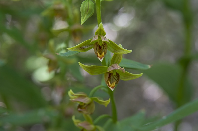Giant Helleborine Orchid