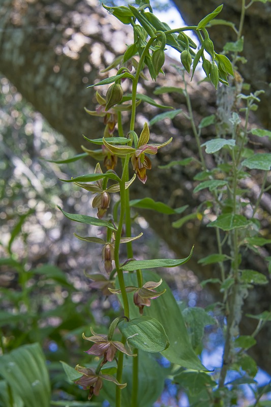 Giant Helleborine Orchid