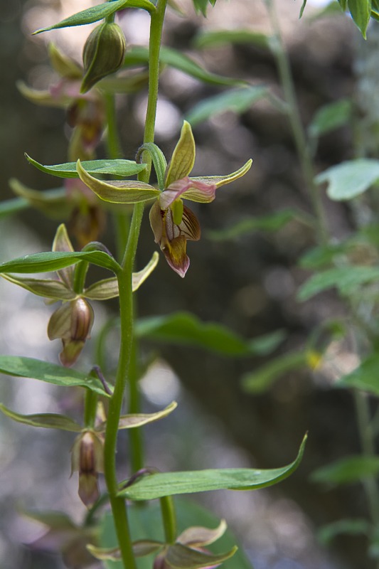 Giant Helleborine Orchid
