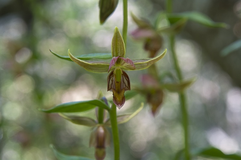 Giant Helleborine Orchid
