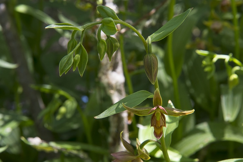 Giant Helleborine Orchid