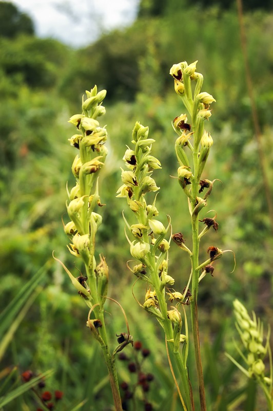 Cymbidieae - Click to Enlarge Crestless Plume Orchid (Pteroglossaspis ecristata)