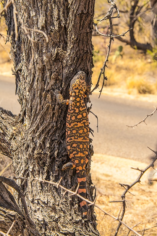 Gila Monster