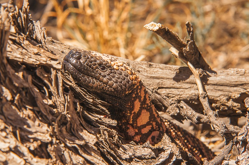 Gila Monster