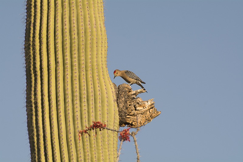 Gila Woodpecker