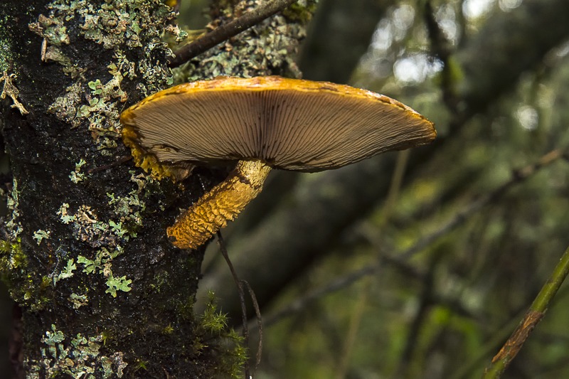 Golden Scalycap