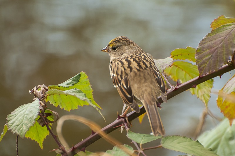 Golden-Crowned Sparrow