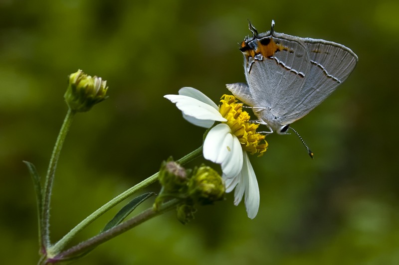 Gray Hairstreak (Strymon melinus)